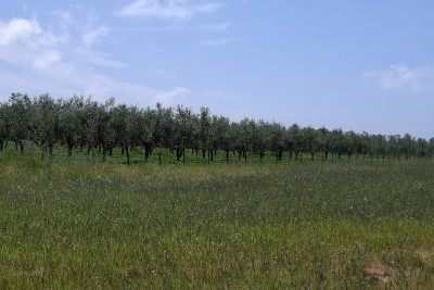 MASLINIK, BRTONIGLA