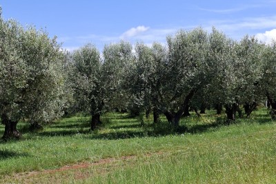 MASLINIK, BRTONIGLA